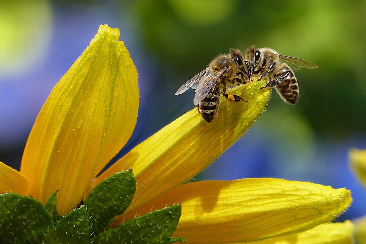 Bee-Blog